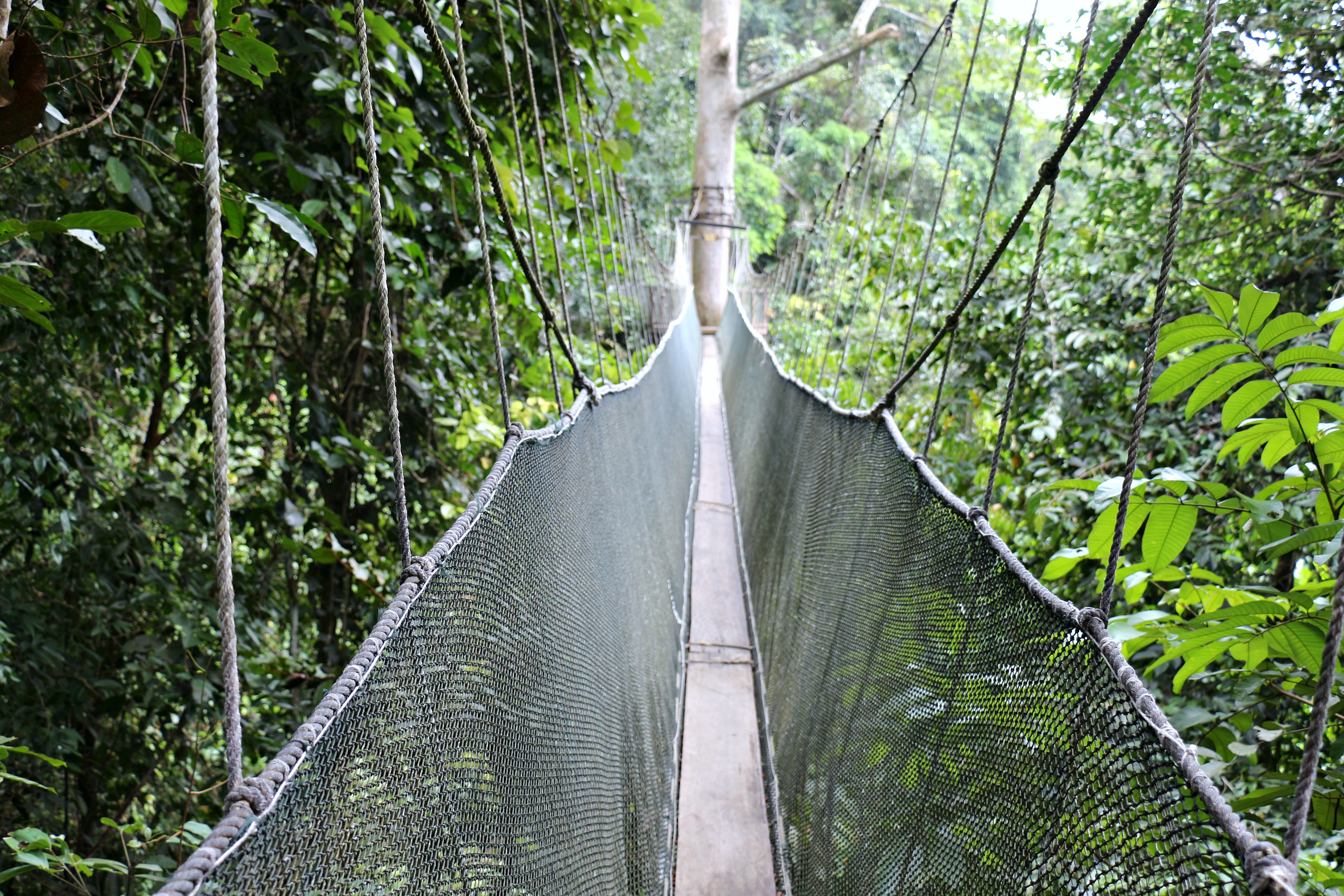 canopy walkway