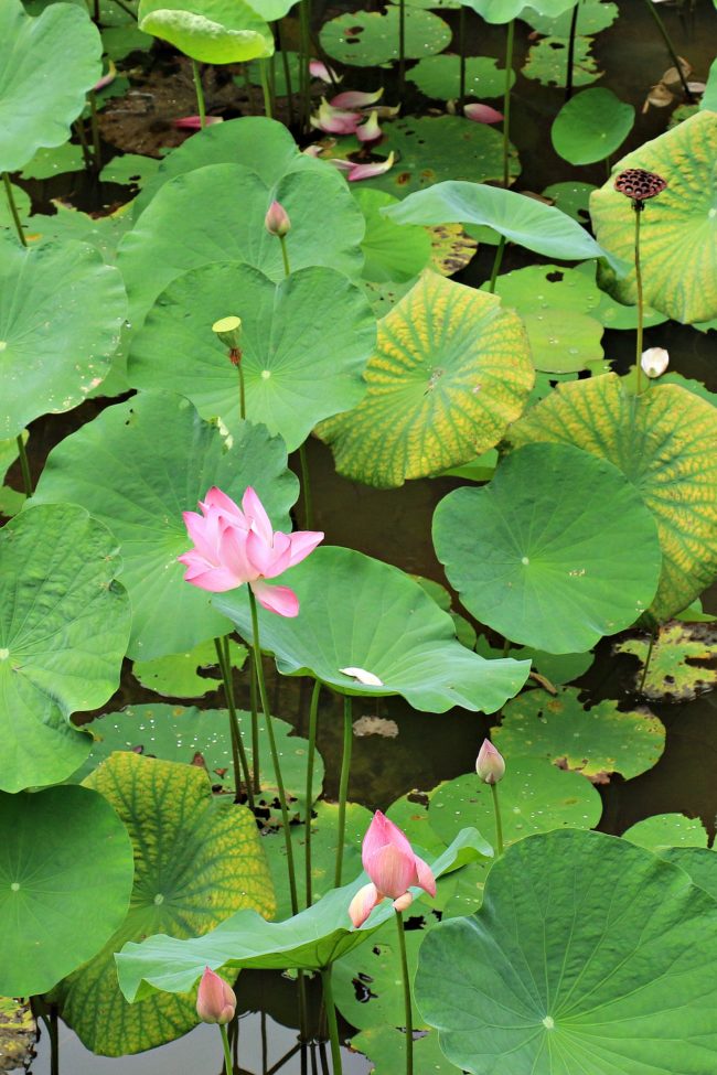 lotus