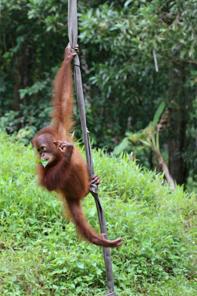 Lok Kawi Wildlife Park