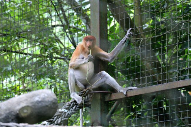 Lok Kawi Wildlife Park