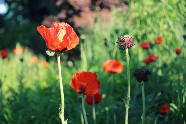 Promenade Weißer See Berlin