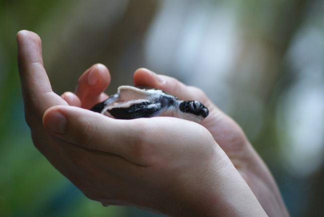 baby schildkröte
