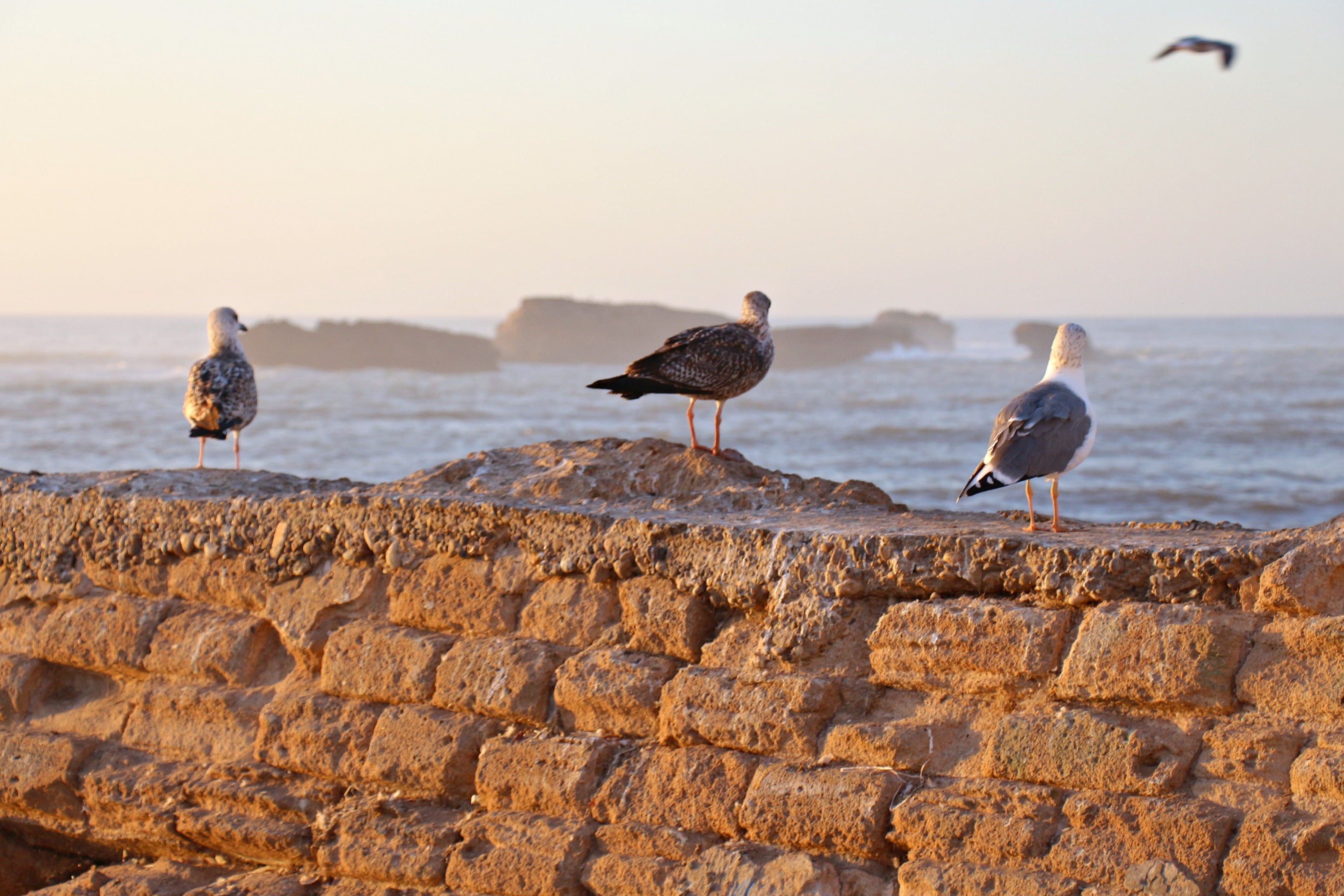 essaouira möwen