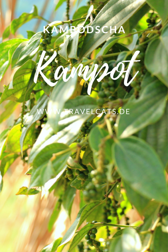 kampot pfeffer