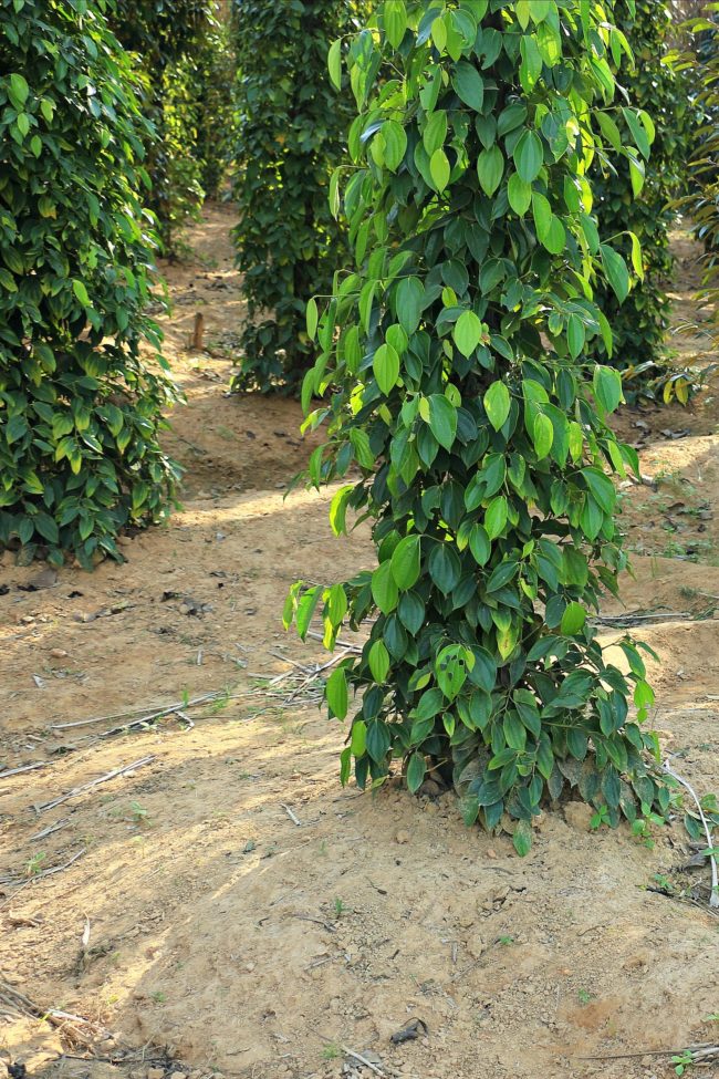 pfeffer kampot