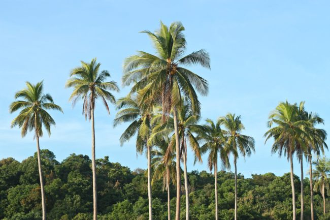 palmen