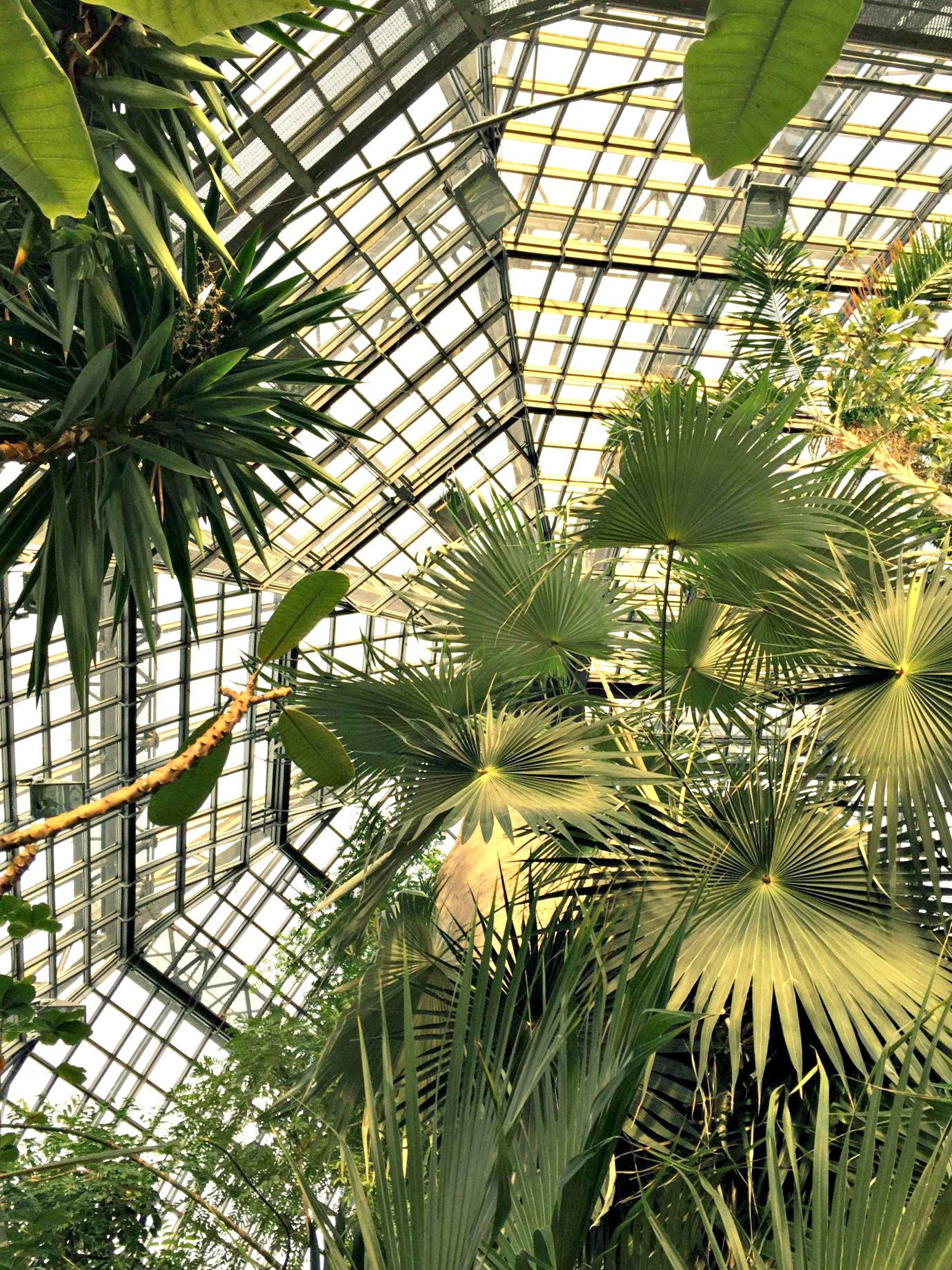 großes topenhaus botanischer garten dahlem