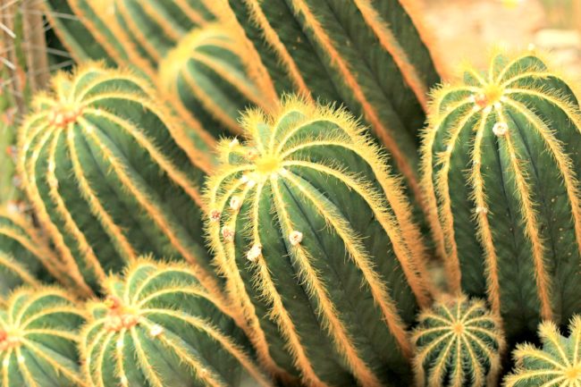 kakteen botanischer garten dahlem
