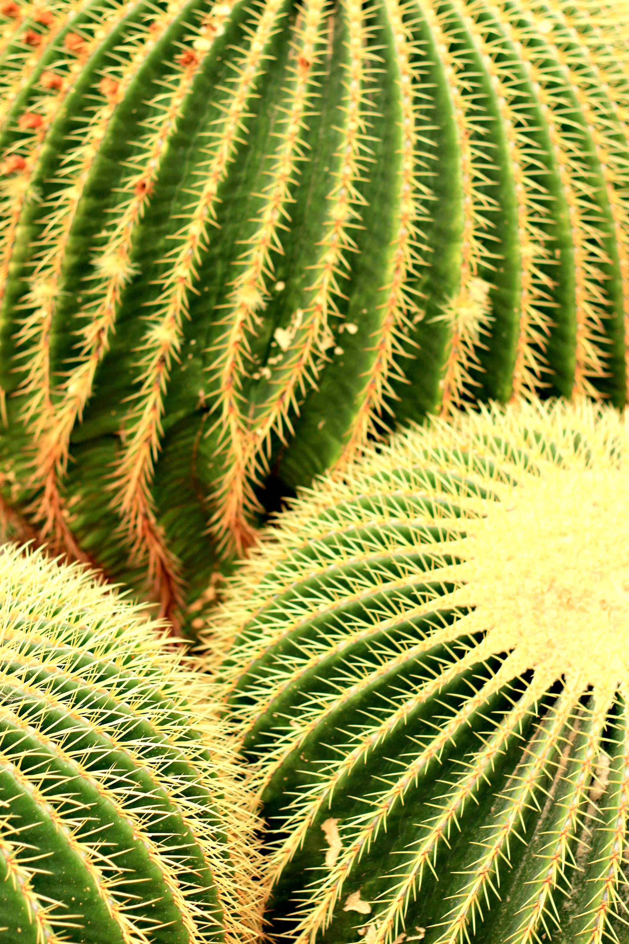 kaktus botanischer garten dahlem