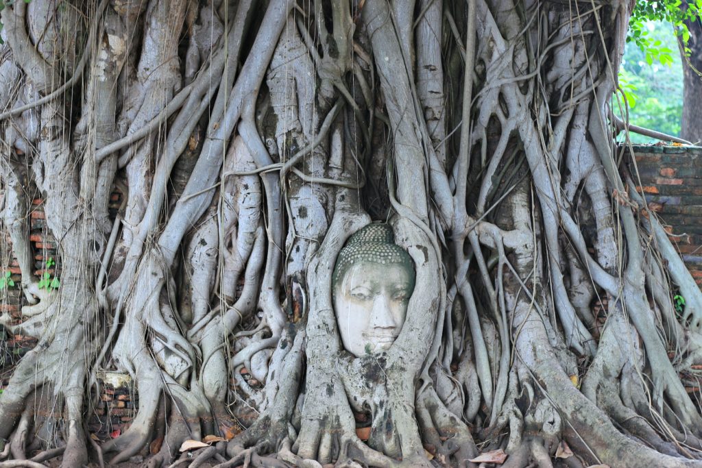 buddhakopf ayutthaya