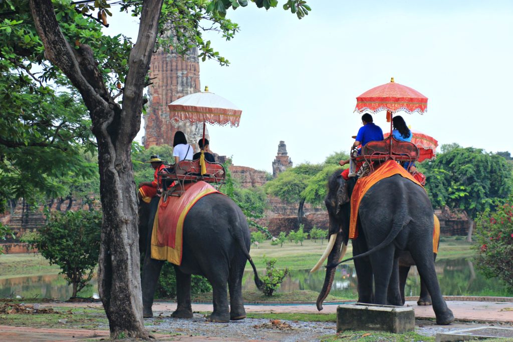 elefanten in ayutthaya