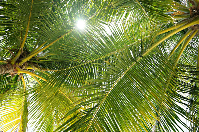 palmen von unten