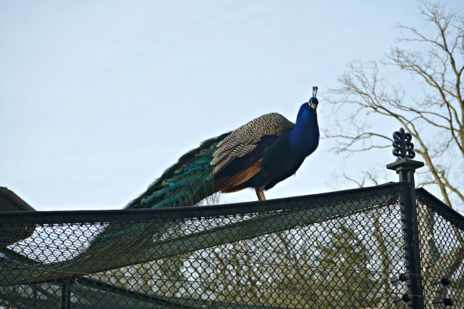 pfau